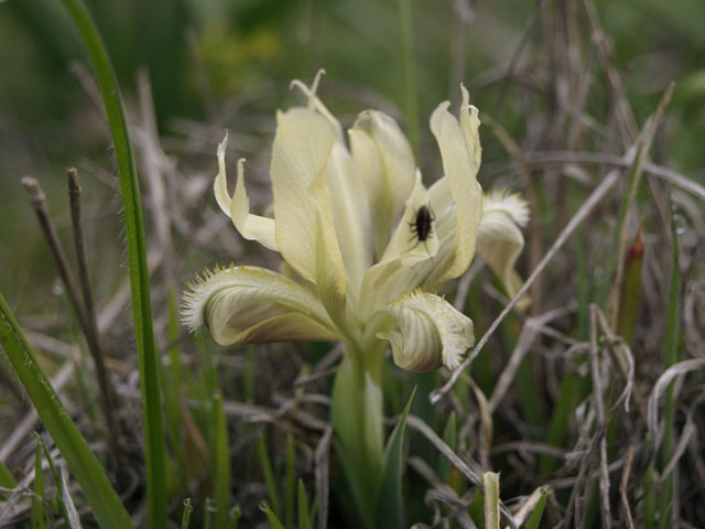 Iris pseudopumila - a quanto pare no...